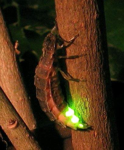 Firefly - noapte insecte decorare