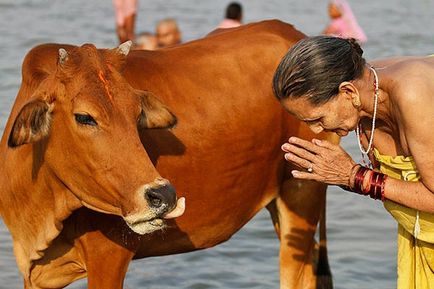 vacă sacră indiană - perunitsa