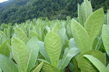 Tutun în plantare de origine, de îngrijire, video de