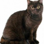 tabinet de culoare pisică britanic