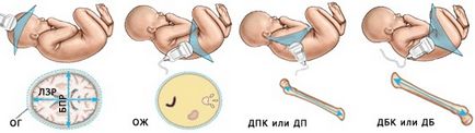 Normele Tabelul fetometry fetus de săptămâni, idealul I (fetometry fetus) Normele Tabelul fetometry fat de săptămâni, I ideală