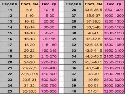 Normele Tabelul fetometry fetus de săptămâni, idealul I (fetometry) Normele Tabelul fetometry fat de săptămâni, I ideală