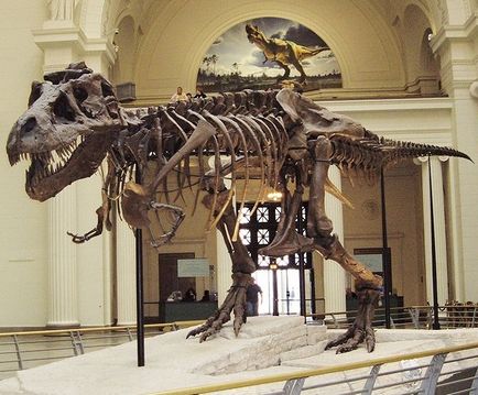 Tyrannosaurus Rex - Tyrannosaurus rex Tyrannosaurus dinozauri imagini Tyrannosaurus Rex, Tyrannosaurus fotografie (dinozaur) Tyrannosaurus Rex - Tyrannosaurus rex Tyrannosaurus dinozauri imagini Tyrannosaurus Rex, Tyrannosaurus în fotografie