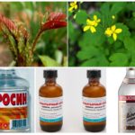 Afidele pe trandafiri - modul de a lupta remedii populare și produse chimice