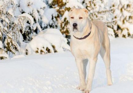 Top 10 cele mai puternice caini din lume, rasa bună și periculoase