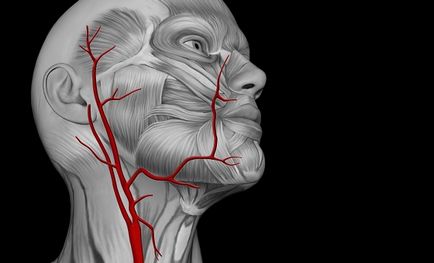 Trifurcation arterei carotide interne
