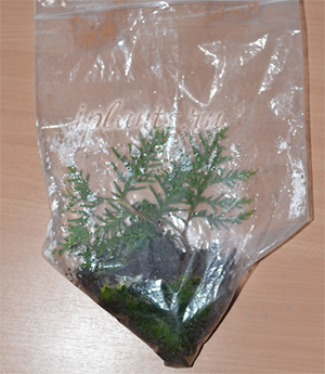 Thuja acasă de întreținere, de plantare, de reproducție