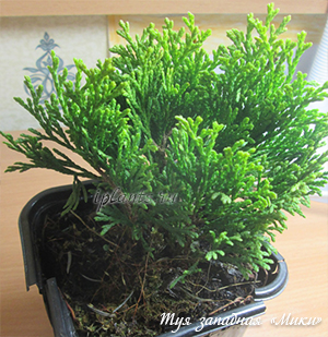 Thuja acasă de întreținere, de plantare, reproducerea (înmulțirea) Thuja acasă de întreținere, de plantare, de reproducție