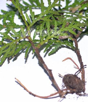 Thuja acasă de întreținere, de plantare, de reproducere (de plantare) Thuja acasă de întreținere, de plantare, de reproducție