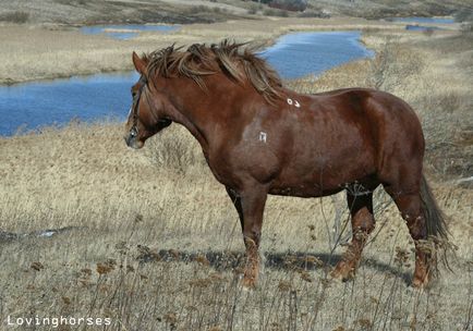 Greii - cele mai mari și mai puternice cai (20 poze)