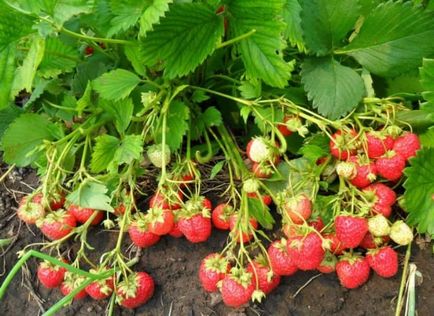 Fertiliza căpșuni, vom obține recolta superba