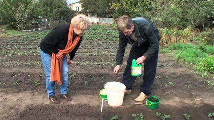 Fertiliza căpșuni, vom obține recolta superba