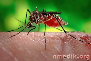 mușcături de insecte - simptome de sevraj si de tratament