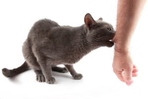 Mușcătura unei pisici - tratament la domiciliu, semne de rabie