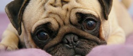 Ochii câinelui supurează modul de a trata blog veterinarii - belanta