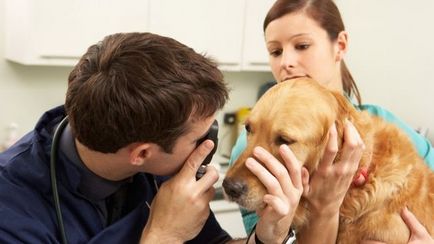 Ochii câinelui supurează modul de a trata blog veterinarii - belanta