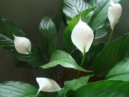 La capetele Spathiphyllum frunze uscate și înnegrește de ce se întâmplă, ce să facă, dreptul de ingrijire