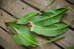 La capetele Spathiphyllum frunze uscate și înnegrește de ce se întâmplă, ce să facă, dreptul de ingrijire