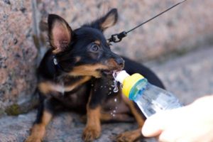 Îngrijire și întreținere a jucăriei Terrier-ul rasa decât hrana pentru animale și catelus adult câine