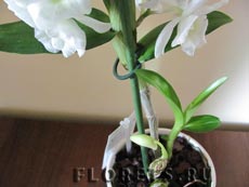 Îngrijire Dendrobium, cultivarea și propagarea Dendrobium