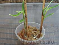 Îngrijire Dendrobium, cultivarea și propagarea Dendrobium