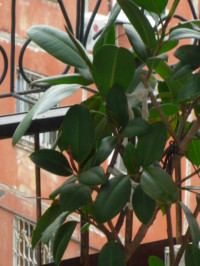 Ficus de îngrijire la domiciliu, ghivece cu plante