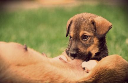 Îngrijire femelă care alăptează - 29 martie 2016 - un câine sănătos