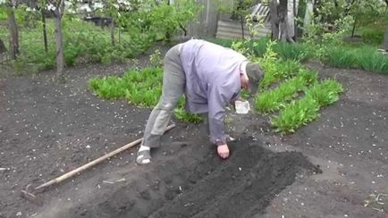 usturoi de plantare de primăvară pe toate regulile