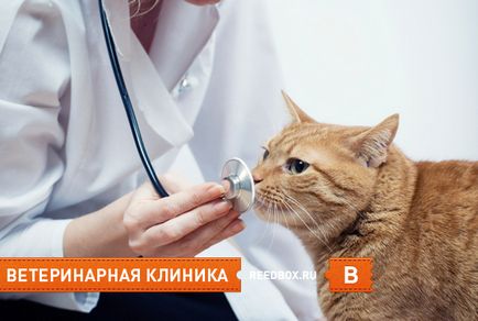 clinica veterinara din Krasnoyarsk - cel mai bun, de stat, ora