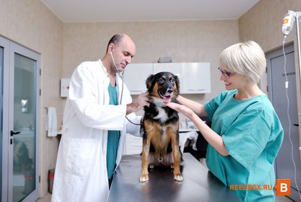 clinica veterinara din Krasnoyarsk - cel mai bun, de stat, ora
