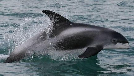 tipuri de delfini
