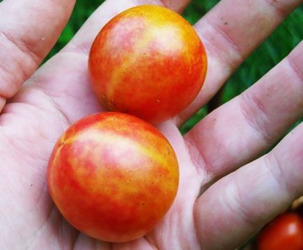 rosii cherry cresc în țară, de videoclip