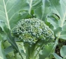 Cultivarea broccoli, grădină cresc!