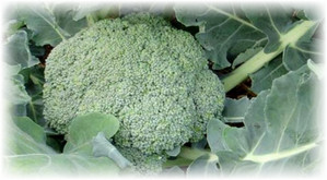 Cultivarea broccoli în câmp deschis și seră