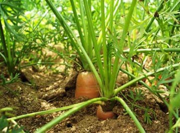 Cultivarea morcovi în țară