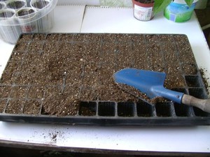 Cultivarea petunii din semințe în intervalul de origine de semințe și de plantare, îngrijire este în general util