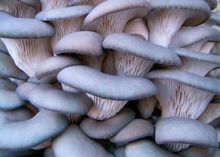 Cultivarea ciupercilor stridie în subsolul tehnologiei și a caracteristicilor