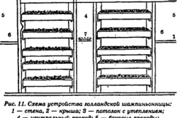 Cultivarea ciupercilor stridie în subsolul tehnologiei și a caracteristicilor