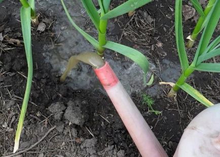 Cultivarea de usturoi în aer liber de primăvară, grădinar