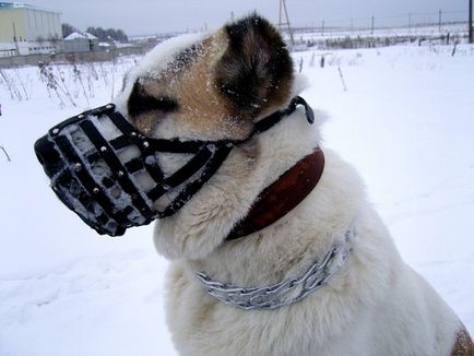 Toate botnițe pentru câini cum de a alege, cum să te facă cum să învețe și fotografii