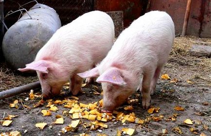 Totul despre casa de conținut porci pentru reproducere, de îngrijire și de creștere a porcilor