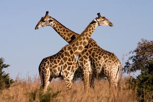 Toate informațiile despre girafe habitat, comportament, fiziologie, în special tipul și fapte interesante