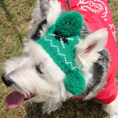 Tricotaje pentru câini și cum să tricota un pulover, sacou sau remake-ul vechi