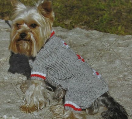 Tricotaje pentru câini și cum să tricota un pulover, sacou sau remake-ul vechi