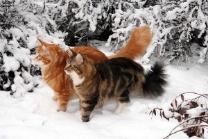 Natura pisica depinde de rasa - sfaturi despre alegerea unui pisoi, pisici oraș