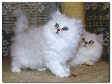 Caracterul de pisica persana
