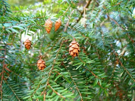 Conifer cucuta fotografie și descriere, specii și soiuri de plante cucuta