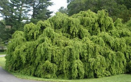 Conifer cucuta fotografie și descriere, specii și soiuri de plante cucuta