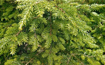 Conifer cucuta fotografie și descriere, specii și soiuri de plante cucuta