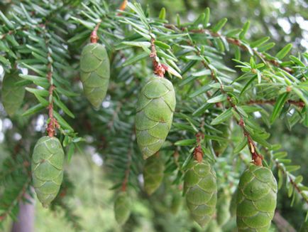 Conifer cucuta fotografie și descriere, specii și soiuri de plante cucuta